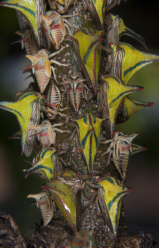 Thorn Treehopper