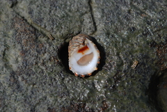 Nerita signata