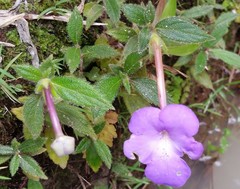 Achimenes longiflora