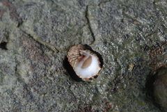 Nerita signata