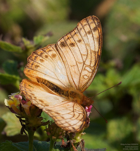 Mexican Fritillary photo 4