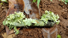 Parmotrema reticulatum image