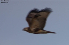 Buteo japonicus