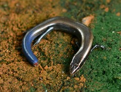 Duges' Skink photo 4