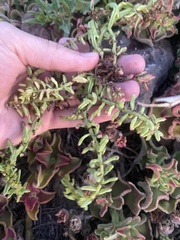 Patellifolia procumbens image