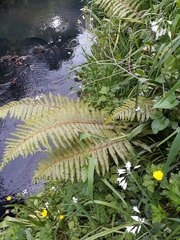 Polystichum polyblepharum