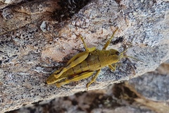 Brachaspis collinus