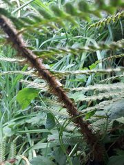 Polystichum polyblepharum