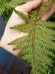 Polystichum polyblepharum
