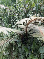 Polystichum polyblepharum