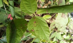 Rhynchosia acuminatifolia