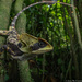 Hernandez’s Helmeted Basilisk - Photo (c) Juan Ma Contortrix, some rights reserved (CC BY-NC), uploaded by Juan Ma Contortrix