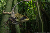 Hernandez’s Helmeted Basilisk - Photo (c) Juan Ma Contortrix, some rights reserved (CC BY-NC), uploaded by Juan Ma Contortrix
