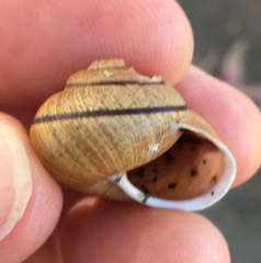 Helminthoglypta stiversiana