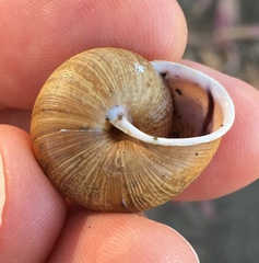 Helminthoglypta stiversiana