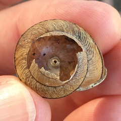 Helminthoglypta stiversiana