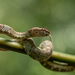 Eyelash Viper - Photo (c) Juan Ma Contortrix, some rights reserved (CC BY-NC), uploaded by Juan Ma Contortrix