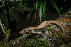 Red-Lipped Arboreal Alligator Lizard photo 2