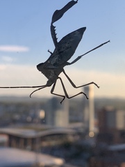 Acanthocephala declivis