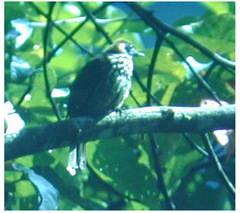 Pycnonotus tympanistrigus