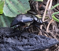 Nicrophorus guttula