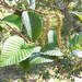 Alnus acuminata - Photo (c) Frank R 1981,  זכויות יוצרים חלקיות (CC BY-SA)