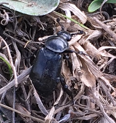 Nicrophorus guttula