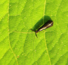 Mystacides sepulchralis