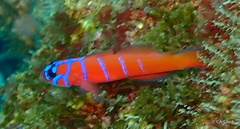 Lythrypnus dalli