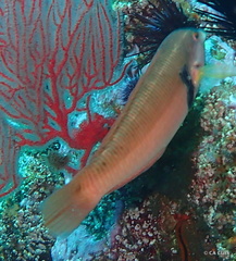 Halichoeres semicinctus