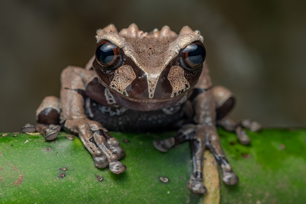 Coronated Treefrog