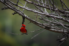 Pyrocephalus rubinus mexicanus