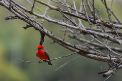 Pyrocephalus rubinus mexicanus