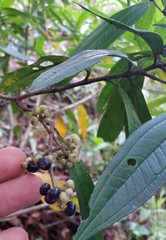 Corokia buddleioides