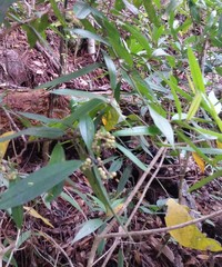 Corokia buddleioides