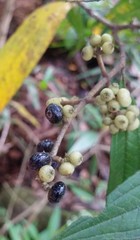 Corokia buddleioides