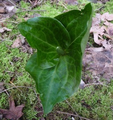 Trillium angustipetalum