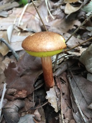 Aureoboletus