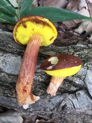 Aureoboletus