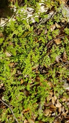 Chaerophyllum colensoi