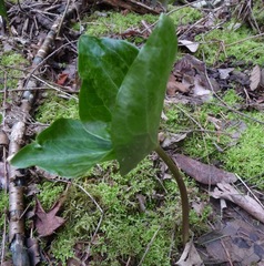 Trillium angustipetalum