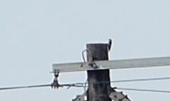 Melanerpes carolinus