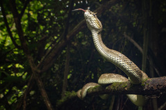 Mexican Horned Pit Viper photo 5