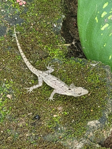 Palakkad Dwarf Gecko, Cnemaspis palakkadensis