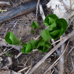 Trillium angustipetalum