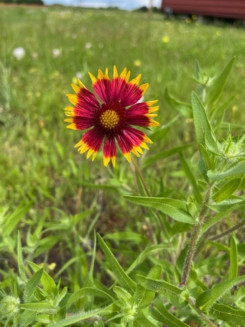 Indian Blanket From Collin County, Tx, Usa On April 27, 2023 At 10:41 