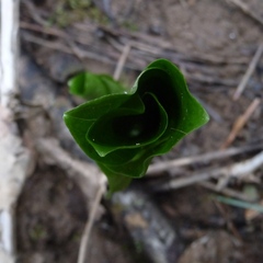 Trillium angustipetalum