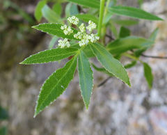 Scandia rosifolia