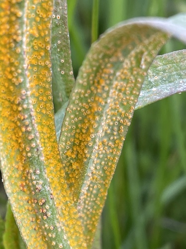 Puccinia hysterium