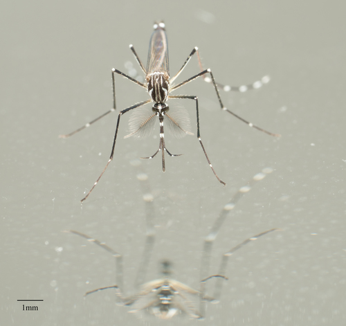 Yellow Fever Mosquito photo 6